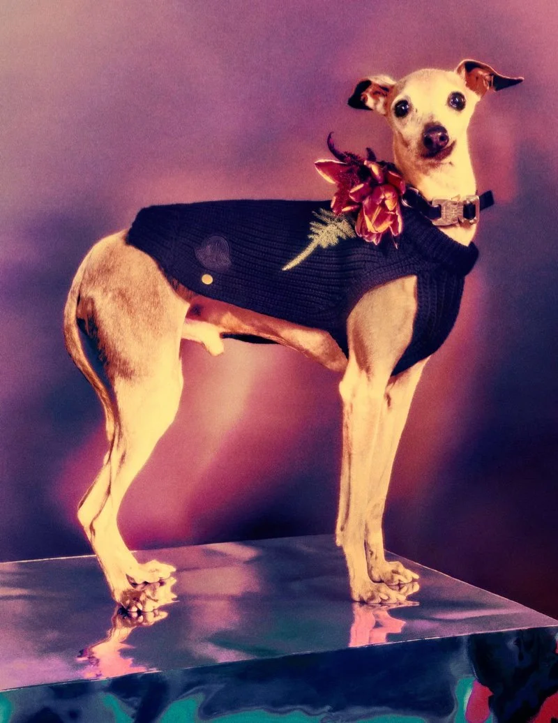 6 MONCLER 1017 ALYX 9SM'S THIRD COLLECTION with Matthew Williams